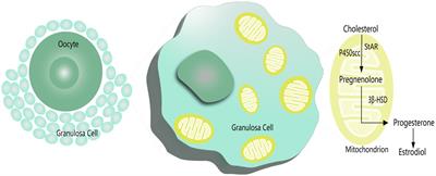 Oxidative stress and mitochondrial dysfunction of granulosa cells in polycystic ovarian syndrome